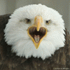 pissedeagle