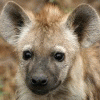 blastthehyena