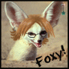 foxyfennec