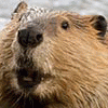 beavers