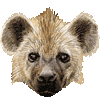 fa_hyenas