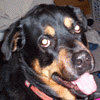 rottweilers