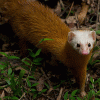 Stoats-N-Weasels