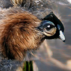 @sad-emu