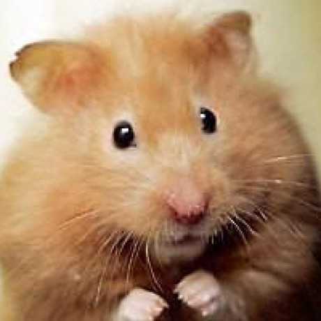 @jacklehamster