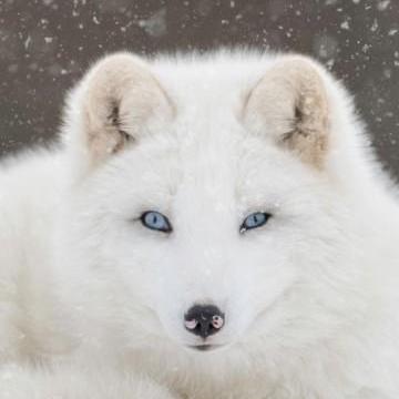 @Crunch-Arctic-Fox