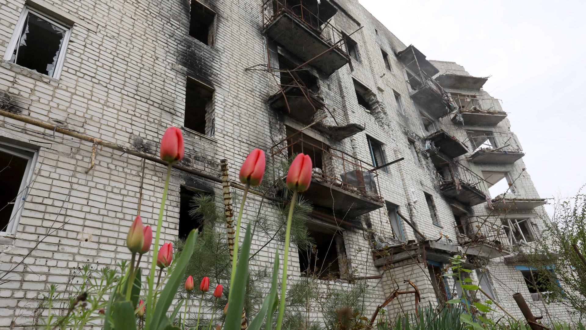 Tulpen vor einem von Russland zerstörten Gebäude in der ukrainischen Region Charkiw.