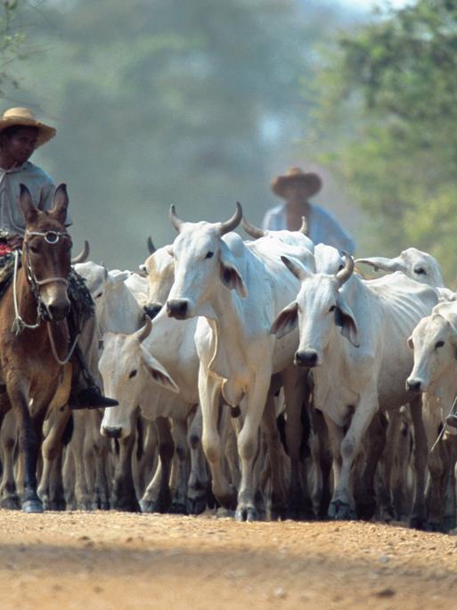 Kuhhirten mit einer Herde Brahminenrinder (Brahmen-Rind/Bos primigenius f. taurus) in Brasilien. 