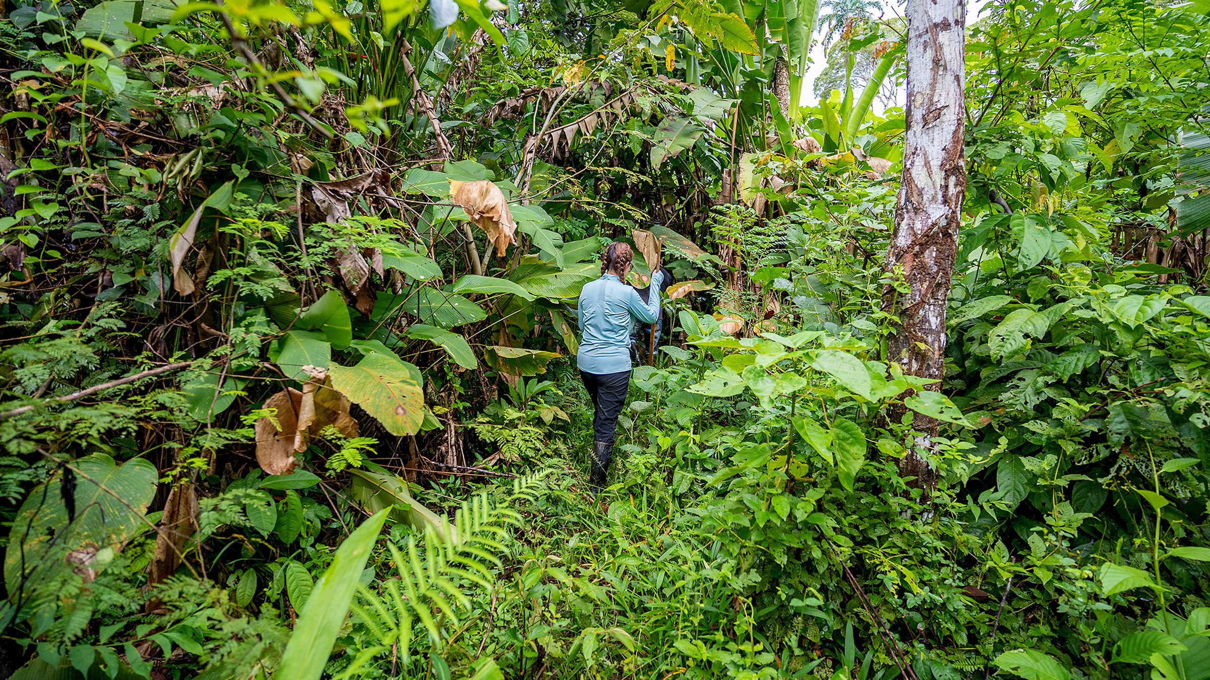 woman walking in a tropical forest