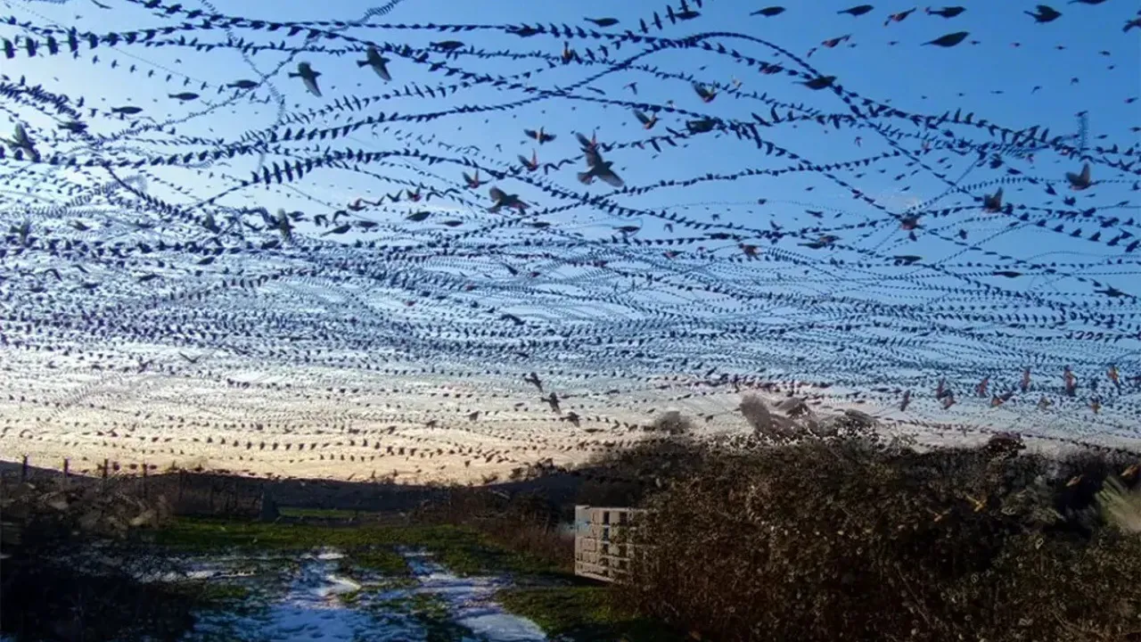 birds flying against a blue sky in an algorithmic photo