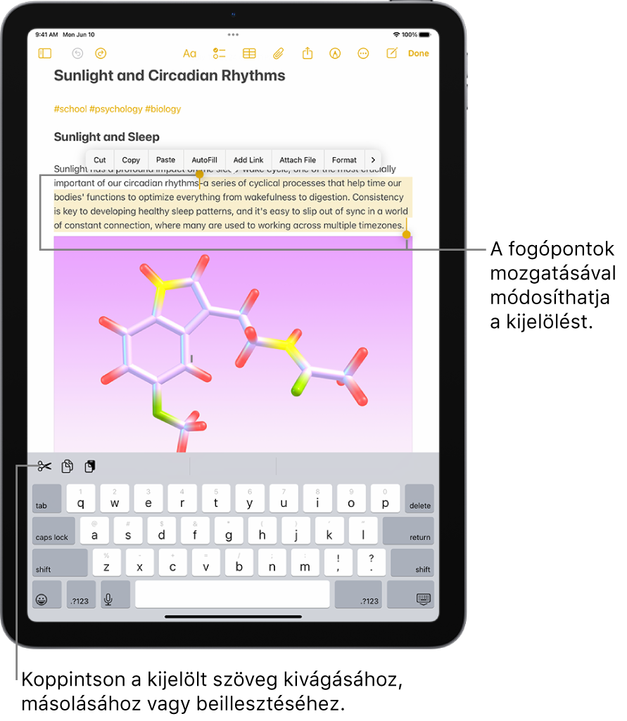 Szöveg van kijelölve egy jegyzetben a Jegyzetek appban. A kijelölt szöveg felett a többek közt a Kivágás, a Másolás és a Beillesztés lehetőséget tartalmazó gombmenü látható. A kijelölt szöveg kiemelve látható, és a fogópontok segítségével tetszés szerint módosítható.