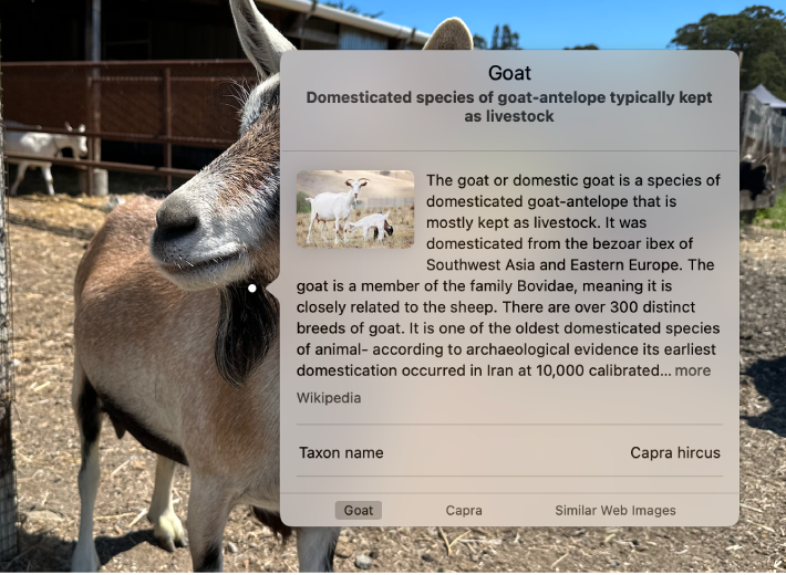 A photo of a goat, with the Visual Look Up window displaying information about goats.