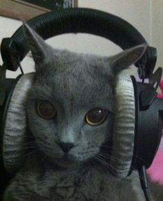 a gray cat wearing headphones on top of it's head