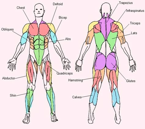 body Muscular System For Kids, Body Muscle Anatomy, Muscular System Anatomy, Human Body Muscles, Human Muscular System, Muscle Diagram, Anatomy Tips, Human Muscle Anatomy, Body Diagram