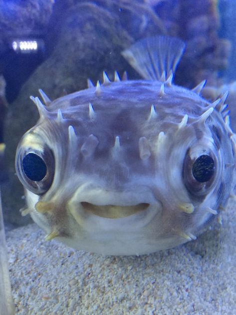 More memes, funny videos and pics on 9GAG Silly Sea Creatures, Cool Sea Creatures, Cute Sea Creatures, Cute Sea Animals, Silly Fish, Ocean Stuff, Funny Fish, Underwater Animals, Puffer Fish