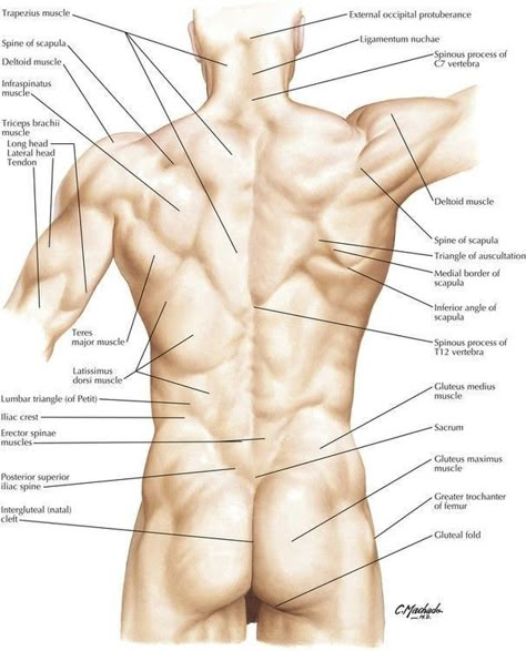 Surface Anatomy, 남성 근육, Human Muscle Anatomy, Man Anatomy, Lumbar Spine, Body Study, Human Body Anatomy, Human Anatomy Drawing, Muscle Anatomy