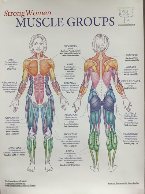 Muscles groups Body Muscle Anatomy, Punkty Spustowe, Muscles Workout, Human Muscle Anatomy, Basic Anatomy And Physiology, Yoga Anatomy, Human Body Anatomy, Human Anatomy Drawing, Muscle Anatomy