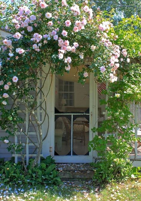 9 Ways to Create Curb Appeal with Flowering Vines and Climbers - Gardenista New Dawn Climbing Rose, Seaside Garden, Garden Vines, Cottage Garden Design, Screen Doors, English Cottage Garden, Cottage Charm, Have Inspiration, Cottage Life