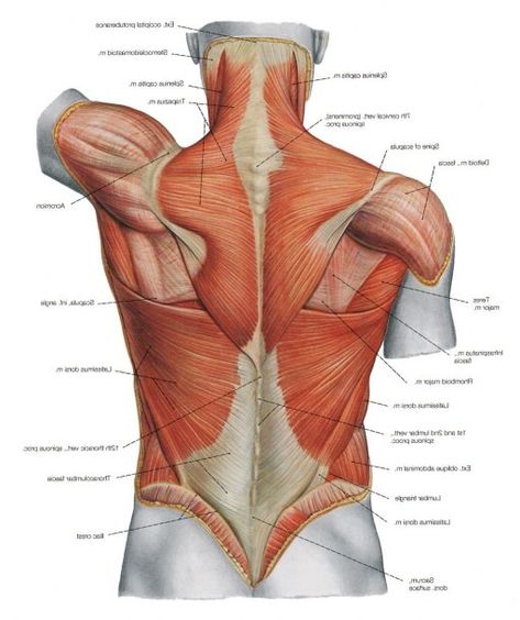 Muscle Diagram Back Lower Back Muscles Anatomy, Neck Muscle Anatomy, Back Anatomy, Body Muscle Anatomy, Muscle Diagram, Shoulder Anatomy, Muscles Anatomy, Human Muscle Anatomy, Neck And Shoulder Muscles