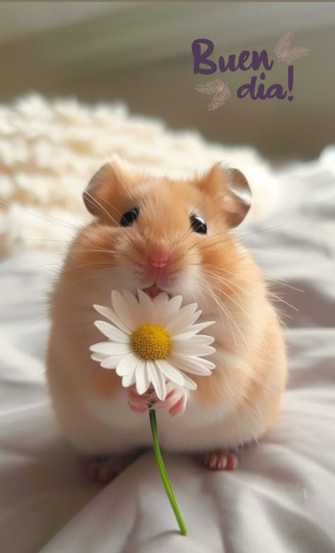 Cute Animals Hamster, Cute Hamsters Wallpaper, Hamster Cute Wallpaper, Funny Hamster Wallpaper, Cute Small Animals Wallpaper, Hamster Aesthetic Wallpaper, Hamster Wallpaper Aesthetic, Foto Hamster, Hamsters Wallpaper