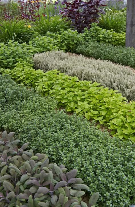 All About Herb Gardening:Herb gardening indoors, herb gardening kitchen, Terrace Herb Garden, Formal Herb Garden, French Herb Garden, Wild Herb Garden, Herbal Garden Design, Kitchen Plants Herbs, Courtyard Herb Garden, Large Herb Garden, Herb Garden Aesthetic