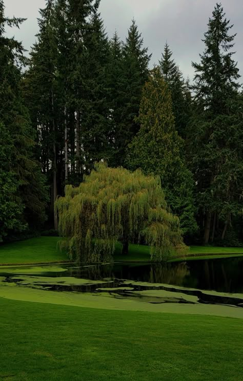 Willow Trees Garden, Willow Tree Wedding, Weeping Trees, Tree Pictures, Weeping Willow Tree, Willow Trees, Magnolia Parks, Pretty Trees, Weeping Willow