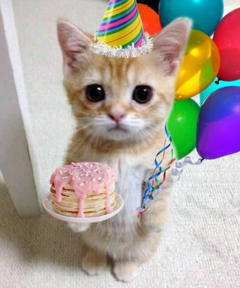 Silly Happy Birthday, Cat Birthday Funny, Happy Birthday Icons, Happy Birthday Cat, Kitten Birthday, Birthday Icon, Happy Birthday Meme, Happy Birthday Funny, Happy Birthday Pictures