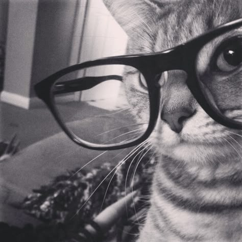 Hipster Tessa Fesyen Rambut Pendek, ليلي كولينز, Cat Wearing Glasses, Cat Pfps, Images Hello Kitty, Cat Profile, Flipagram Instagram, Random Pfp, Cat Glasses