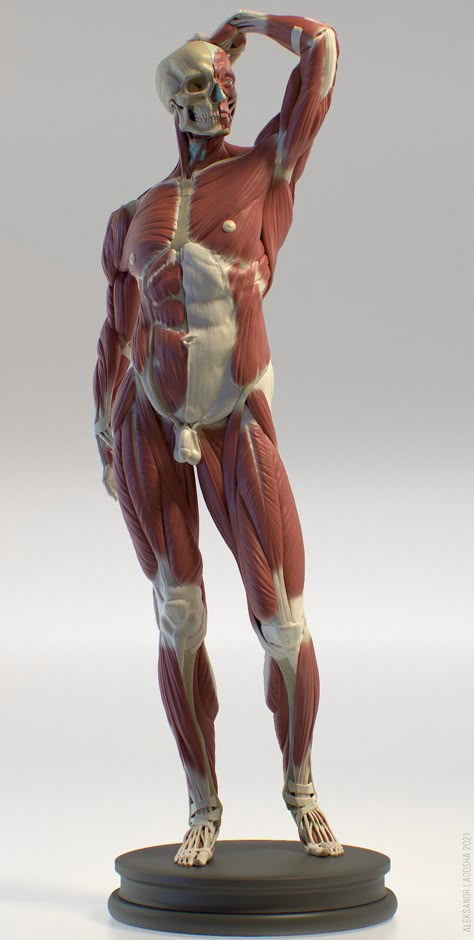 Anatomy Photography Reference, Muscle Anatomy Reference, My Ship In 5 Minutes, Muscle Poses, Dynamic Anatomy, Body Muscle Anatomy, Human Body Muscles, 남성 근육, Human Anatomy Reference