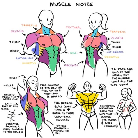 (4) EtheringtonBrothers 在 Twitter 上："Our feature tutorial/artist for #LEARNUARY today is this FRANKLY INDISPENSABLE set of MUSCLE GROUP NOTES by the brilliant @kinucakes! Information STAYS in your head for longer when you keep it SIMPLE! #gamedev #characterdesign #comicart #drawing #illustration #DRAW #comicart #ART https://t.co/dJ1z2llqe9" / Twitter Muscle Groups Drawing, Muscle Groups Anatomy, Torso Muscles Anatomy, Torso Muscles, Human Anatomy Drawing, Body Drawing Tutorial, Human Anatomy Art, Anatomy Sketches, Body Reference Drawing