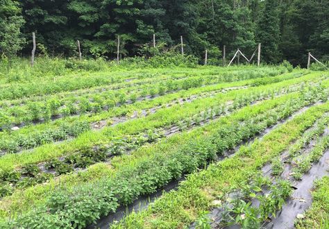 2023 Herb Farm Apprenticeship | Mayernik Kitchen Herb Farm Business, William Paterson University, Seedlings Indoors, Herb Farm, Farm Business, Market Garden, Learn To Run, Seed Saving, Horse Ranch