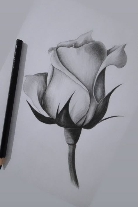 Charcoal Sketches Easy Simple, Flower Sketches Pencil Shading, Pencil Shading Flowers, Realistic Flower Drawing Pencil, Rose Sketch Realistic, Flower Drawing Realistic, Pencil Shading Drawings, Still Life Drawing Ideas, Still Life Pencil Shading