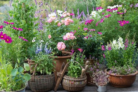 5 Tips for Designing a Cottage Garden – Grow Beautifully Tiny Cottage Garden, Potted Garden, Cottage Garden Ideas, Cozy Garden, Garden Retreat, Courtyard Gardens, Cottage Garden Plants, Cottage Garden Design, Apartment Decoration