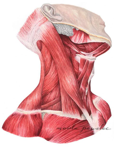 Illustration Anatomy, Human Muscle Anatomy, Anatomy Sculpture, Human Body Anatomy, Drawing Anatomy, Human Anatomy Drawing, Human Figure Drawing, Art Anatomy, Muscle Anatomy