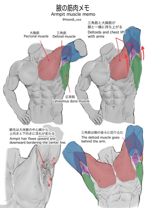 Musculature Anatomy, Oc Character Design, Man Anatomy, Anatomy Tutorial, Human Anatomy Drawing, Human Anatomy Art, Anatomy Sketches, Oc Character, Body Reference Drawing