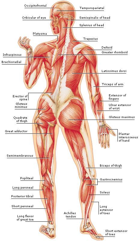 Body Muscle Anatomy, Punkty Spustowe, Human Muscle Anatomy, Basic Anatomy And Physiology, Body Muscles, Yoga Anatomy, Muscular System, Human Body Anatomy, Human Anatomy And Physiology