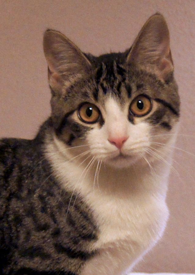 Cali: A Stunning Tuxedo Tabby Cat