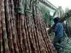 Farmers want higher sugarcane price, millers reluctant