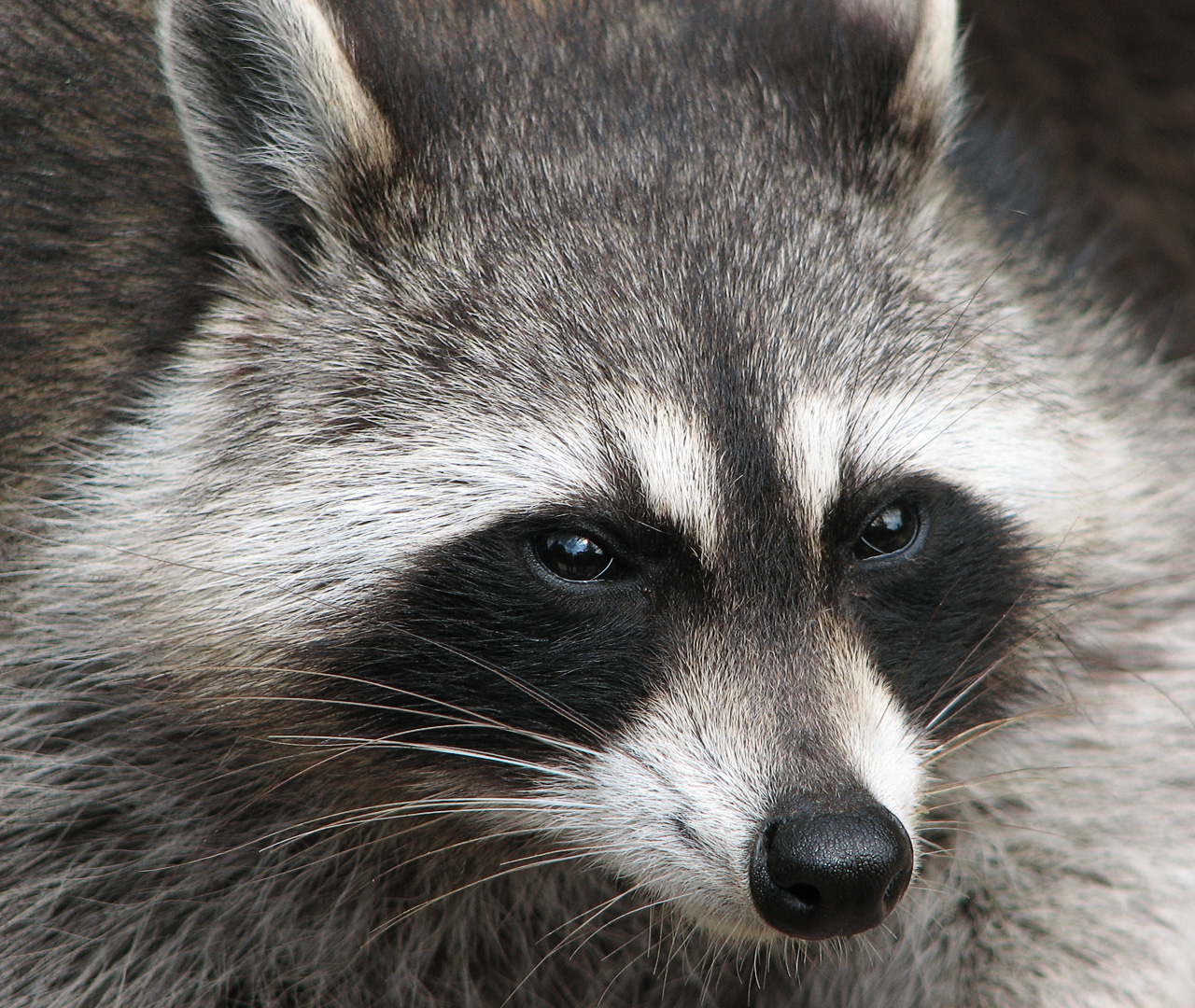 RaccoonWSClient