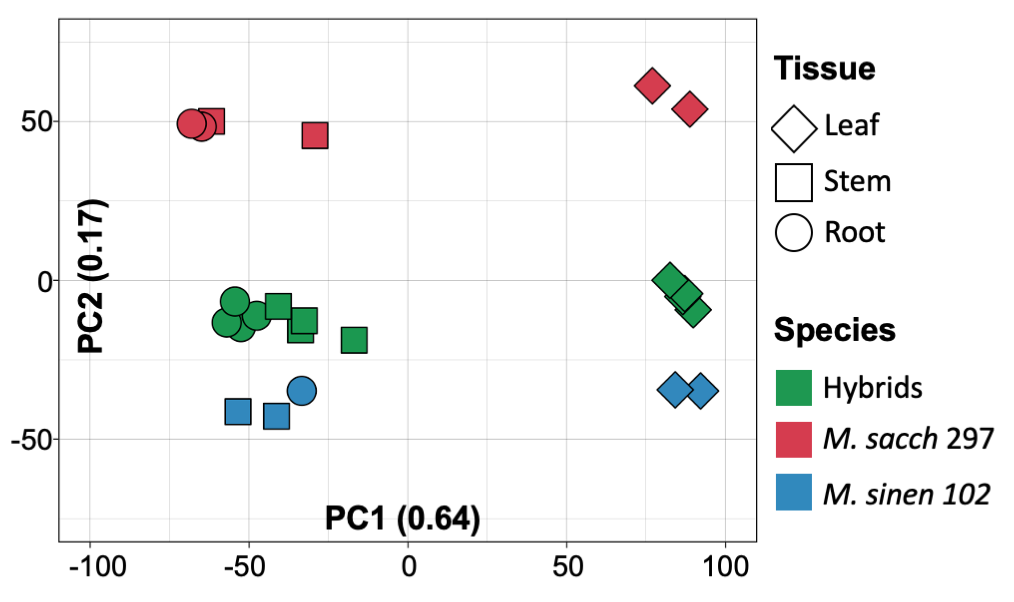 miscanthus_starch_rnaseq