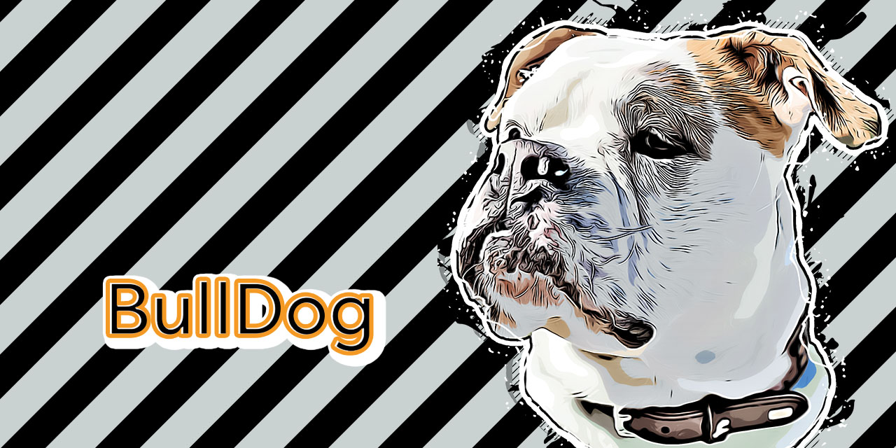 BullDog