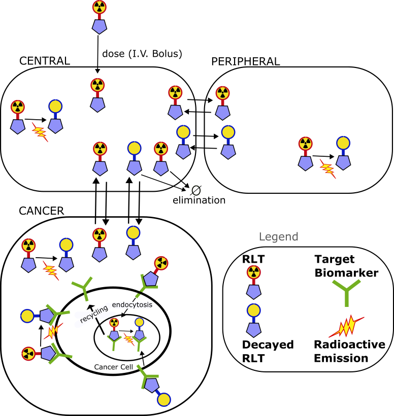 radioligand-therapy-model