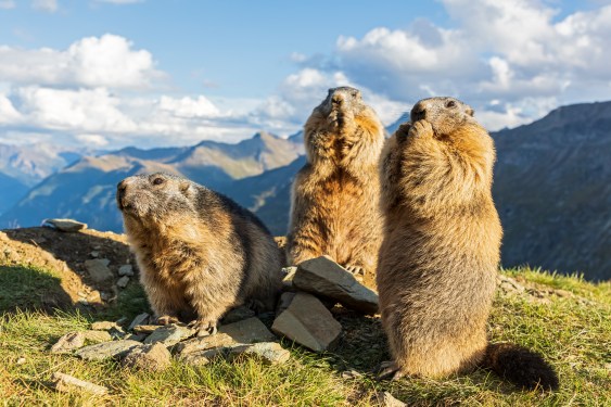 Alpine Marmot on sunny day in front of mountains, Carinthia, Austria