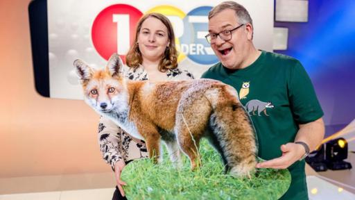 "1, 2 oder 3 - Wildtiere im Wald": Im Studio: Dr. Sophia Kimmig und Elton halten den Pappaufsteller eines Rotfuchses.