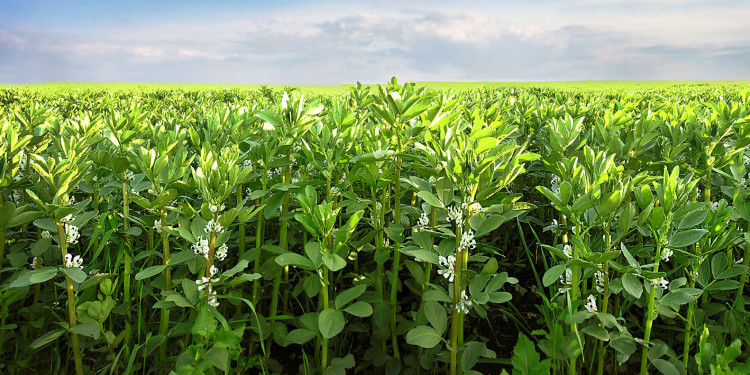 Vicia faba beans growing in a field.<address>© Stock.adobe.com - pavlobaliukh</address>