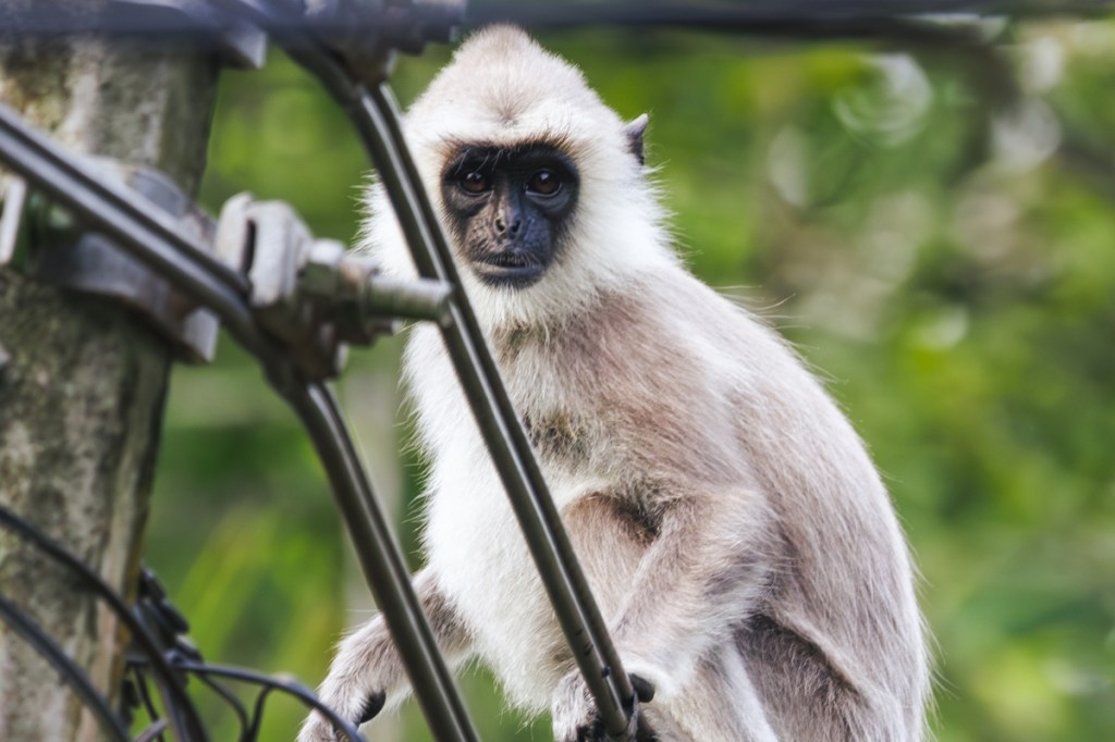 How a Monkey Cut the Power to the Entire Country of Sri Lanka