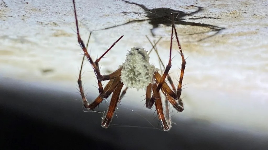 Zombie Spiders Are Invading the UK